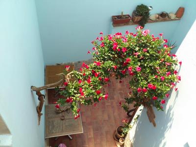 La Pavoncella