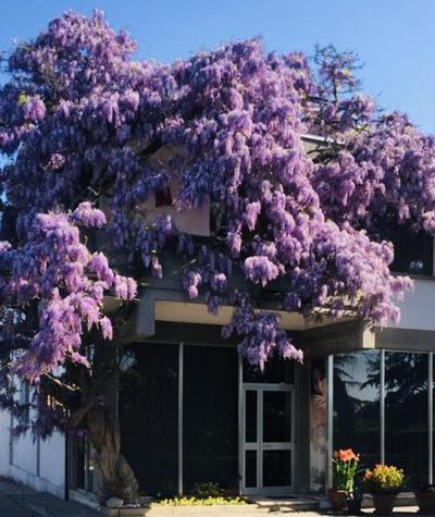 GARDEN OF VENICE