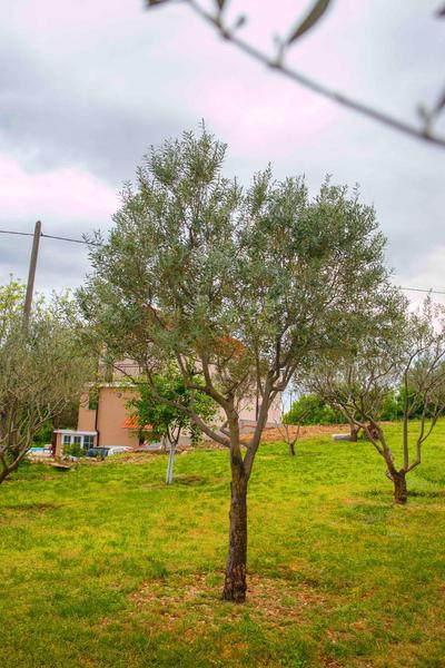 Casa di Oliva-house with heated pool & jacuzzi in Trilj, Croatia