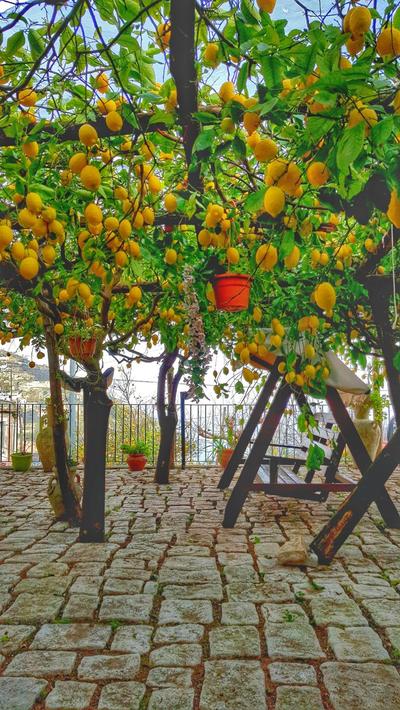 Il Limoneto degli Angeli