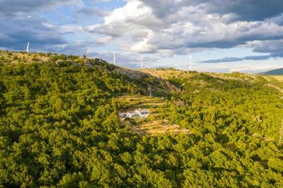 La Finca OliveTree