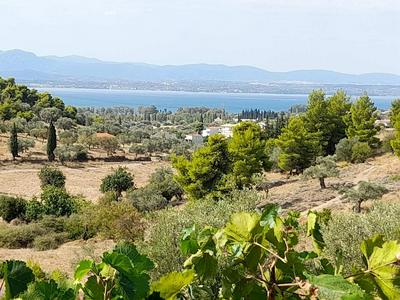 Panoramic View