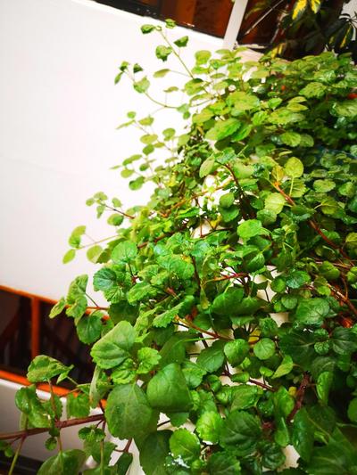 Amakonkay Machupicchu