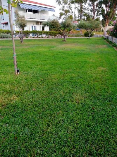 Aloni Studios and Apartments