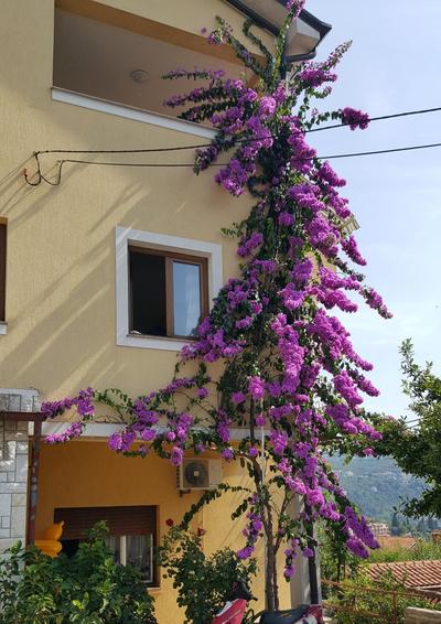 Apartman JASNA