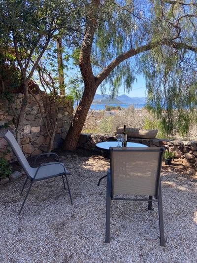 Pepper Tree
