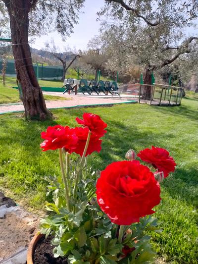 Azienda Agricola "Valle dell'Alento"