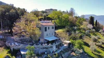 Antico Leccio Green