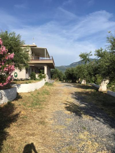 My Olive Tree House