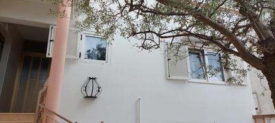 Olive Tree