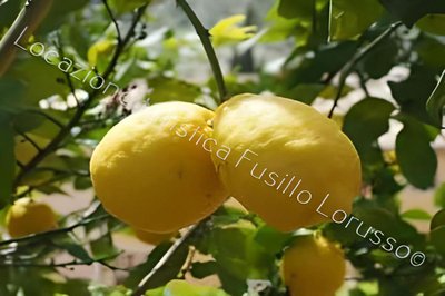 Locazione Turistica Fusillo Lorusso