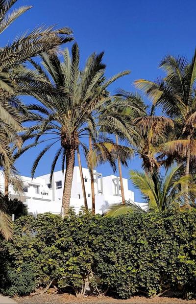 Estrella de Mar
