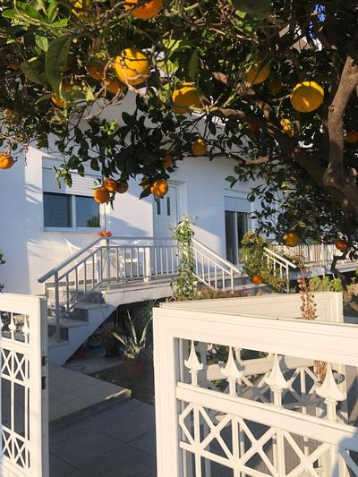 Lemon tree's house