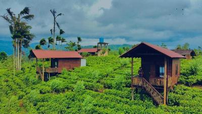 Misty Mountain- Sinharaja