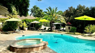 Santolines en Provence