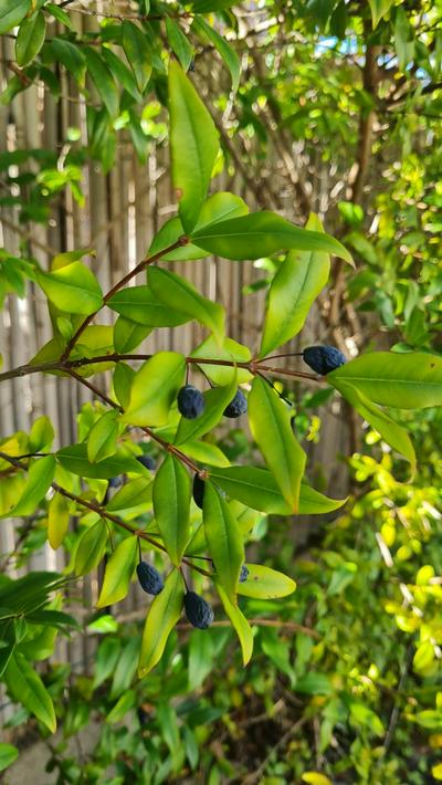 Mirto Blu