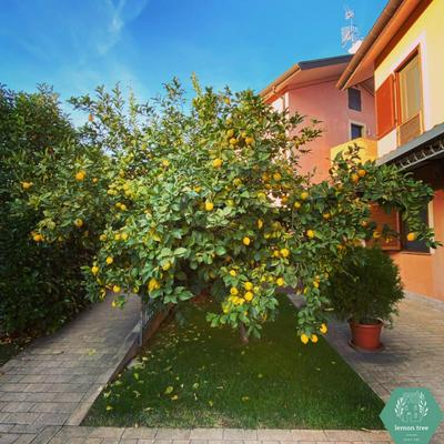 Lemon tree suite al golf