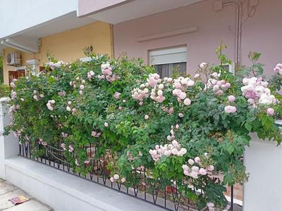 Family House Kos Down Town