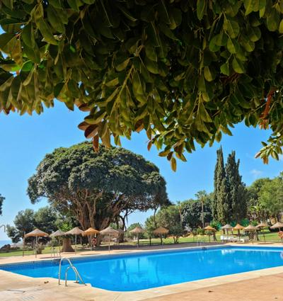 Lemon Tree Apartment