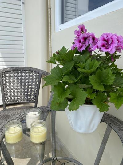 Camelia luxury apartment