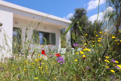 Admonis - Home in the olive grove
