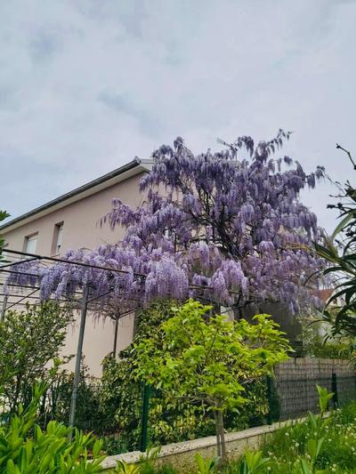 Apartman Dolly Pula