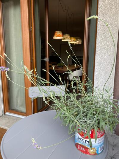 LaCasadiPI - appartamento ad un passo da Milano - FieraMilanoRho - H Galeazzi - MIND