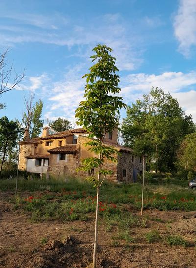 Molino Del Búho