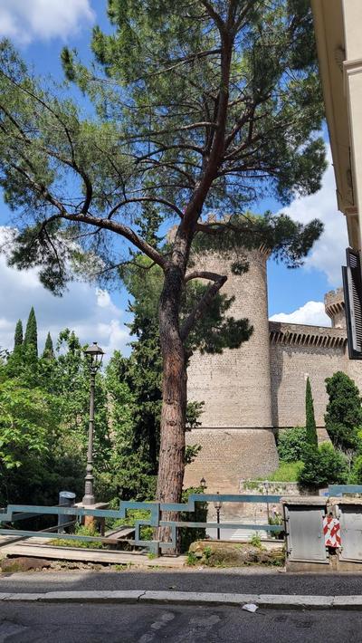 Domus Mia