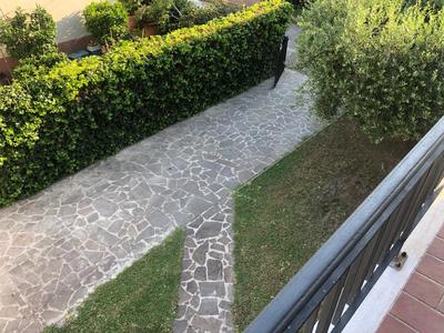 L'olivo di Piero