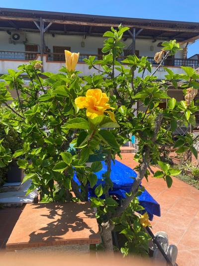 Hibiscus Apartment-casa per le vacanze vicino tropea