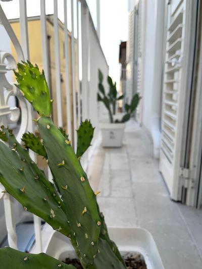 Antoniette-DimorePugliesi