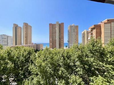 Los caballos Levante Beach Benidorm