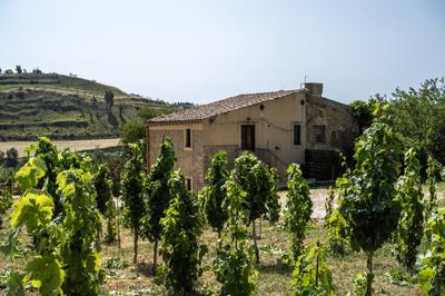 Cottage immerso nel vigneto