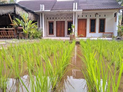 Sarang Walet Homestay