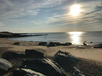 Du sable et des pins