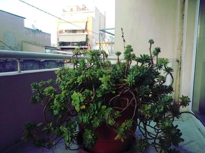 Betty's sunny apartment-Athens