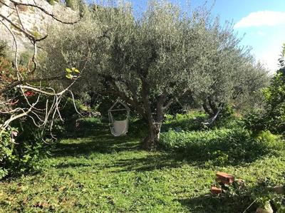 the garden among lemons