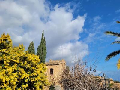 Seele baumeln lassen im Olivenhain (Meeresnähe)