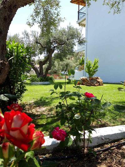 Olive Grove Studios