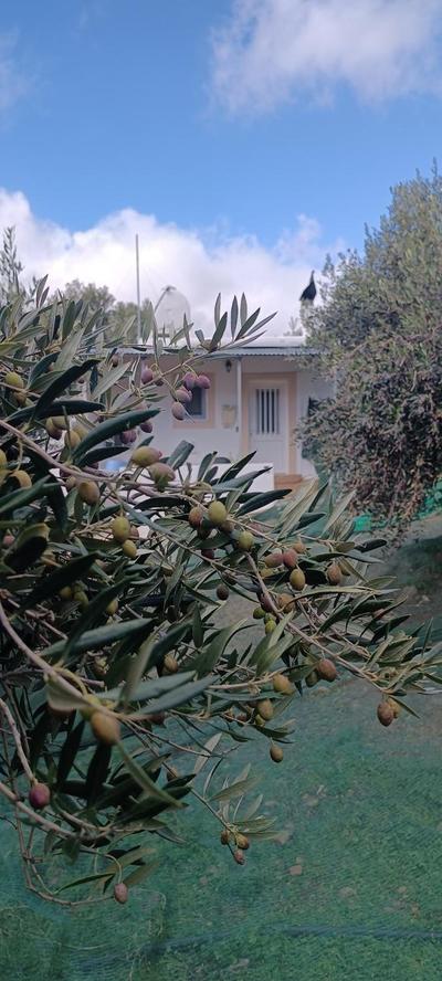 Olive metohi return to nature