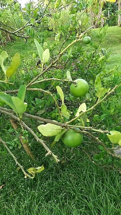 Studio cosy au Lamentin