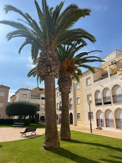 Torrevieja 2 bedrooms Appartment