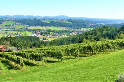 Genuss Appartement am Familien Weingut
