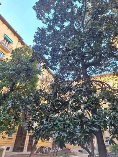 A casa di Ross