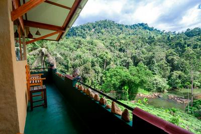 Rainforest View
