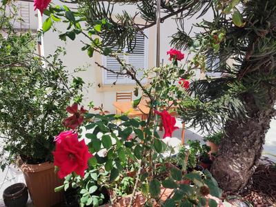 l'Araucaria casa vacanze