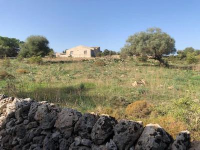 oliveraie de caractère