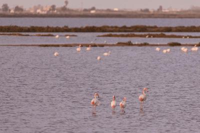 Kampaoh Delta del Ebro