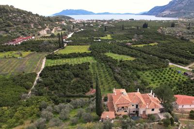 The Olive Tree